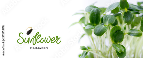 Organic Sunflower Microgreens Sprouts Growing against White Background. Healthy edible sprouts rich in nutrients, ideal for concepts of organic food, urban farming and healthy nutrition.