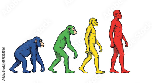 Human Evolution Stages: Primate to Modern Man