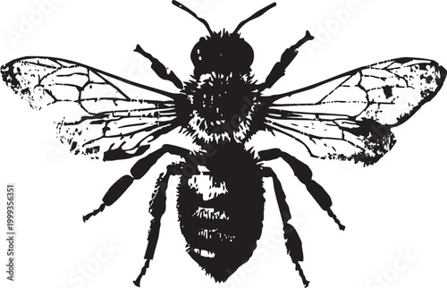 Detailed black and white illustration of a honeybee with wings spread wide, showing body and leg segments