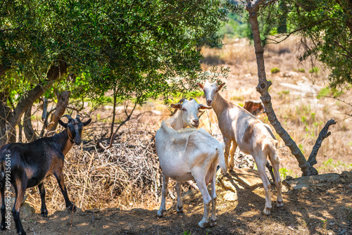 Goats goat grazing on grass field with bell, domestic farm free range farm animals raised for meat on Ikaria island, Greece longevity blue zone