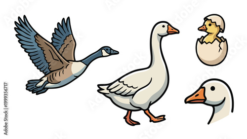 Goose Vector Set Farm Bird Collection with Flying Walking and Chick