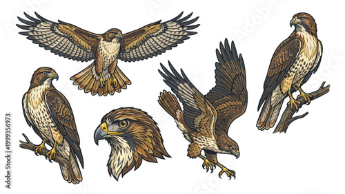 Hawk Vector Illustration Set Flying Perched and Detailed Head Bird of Prey
