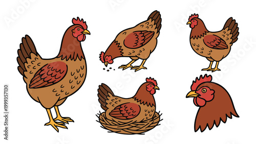 Hen Chicken Vector Set Feeding Nesting Standing and Head Illustration