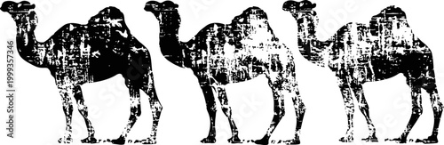 Three camels standing side by side with a textured black and white distressed effect