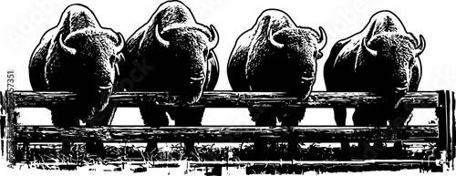 Four buffalo standing side by side on metal platform silhouette black and white