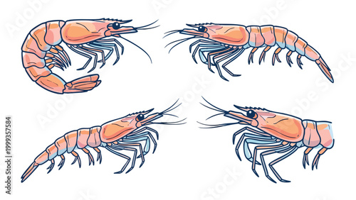 Shrimp Cartoon Set Seafood Prawn Vector Illustration Collection