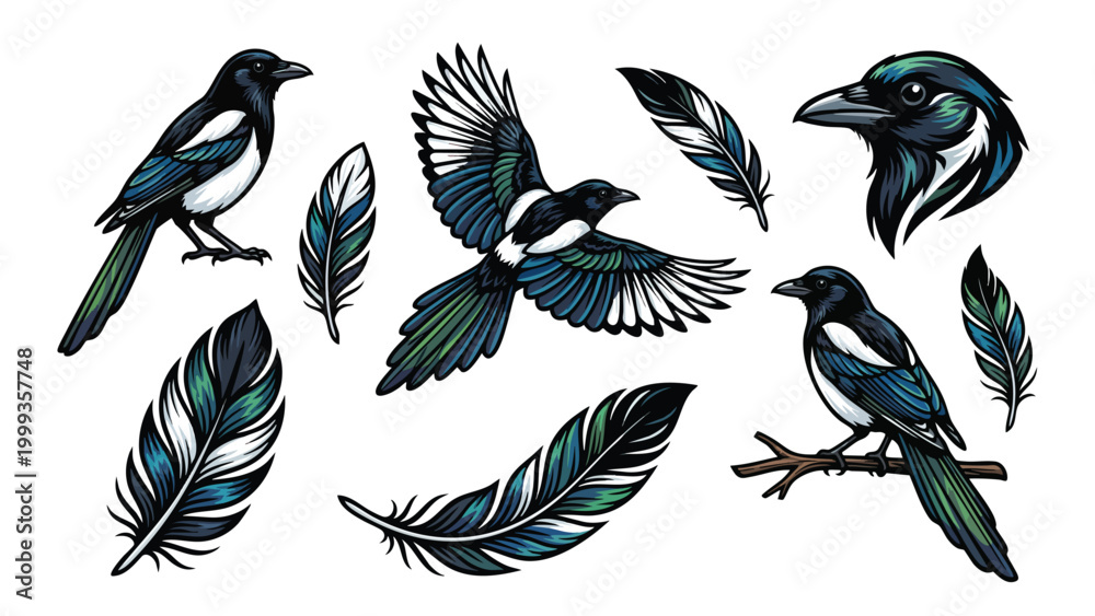Obraz premium Magpie bird illustration set with feathers isolated on white background