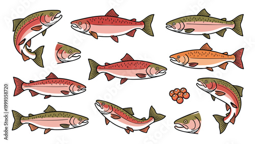 Salmon fish lifecycle set with different poses and roe illustration