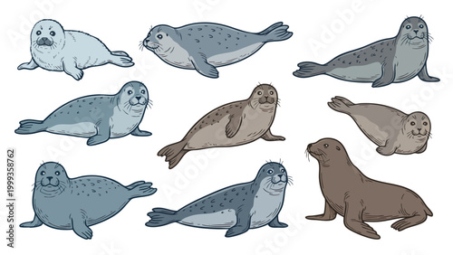 Seal and sea lion set marine mammal cartoon illustration collection