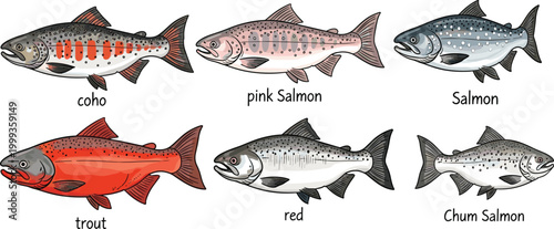 
Colorful Salmon and Trout Fish Species Collection Vector with Coho Pink Red Chum and Labeled Aquatic Elements