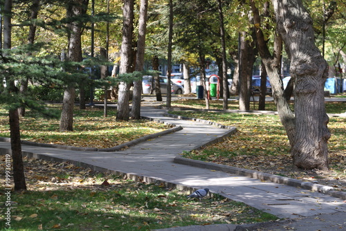 People walking on the forest path include elderly people and young people walking their dogs.