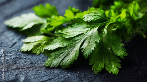 Fresh Green Cilantro Leaves on Dark Stone Surface with Soft Shadows and Natural Textures for Culinary Use and Garnishing