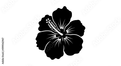 Black Hibiscus Flower Closeup View 3.