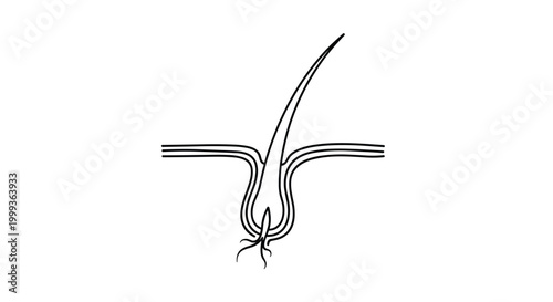 Anatomical cross-section diagram of a hair follicle showing the root and structure within the human skin layers.