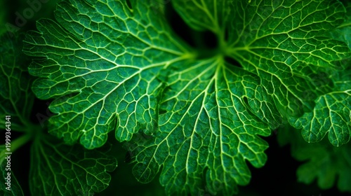 Close-Up View of Fresh, Green Leaves with Intricate Veins on a Dark Background
