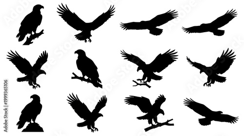 Majestic Eagle Silhouettes Vector Art - Wildlife Bird Collection