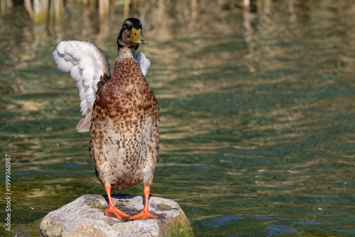 Cuadro en lienzo Mallard duck standing on a rock with wings spread, showing off its plumage