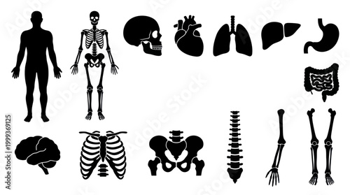 Human Anatomy Icons: Silhouette of Organs and Skeletons, Medical Glyph Art
