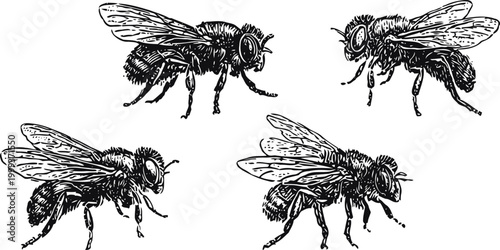 Four detailed honey bees illustration insect wings, antennae, legs, and body in black and white engraving drawing
