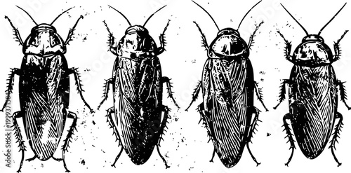 Four detailed drawings of cockroach species in black ink, entomology illustration of insects