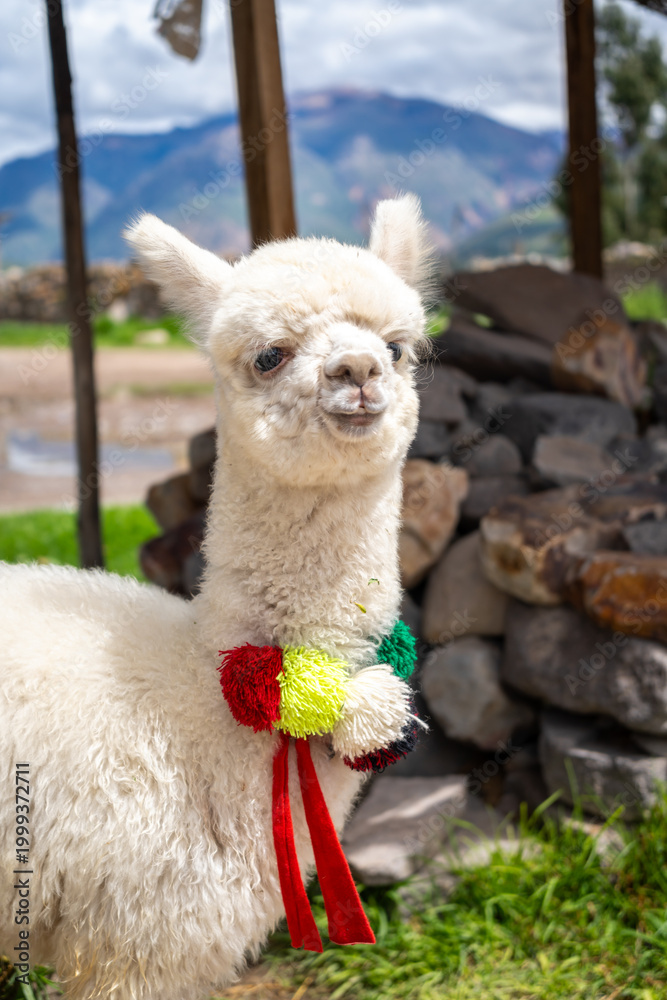 Fototapeta premium White baby alpaca in Peru wearing colorful pom-poms