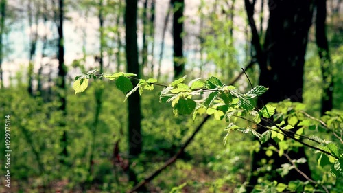 Leafs on wind