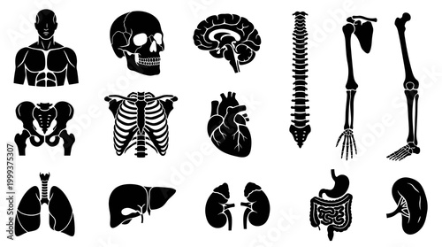 Medical Human Anatomy Icons Set - Black and White Icons Glyph Style