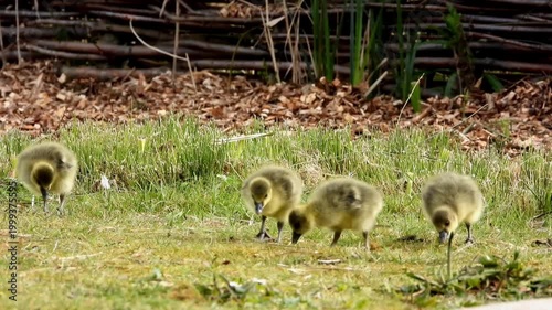  A group of Greylag goose goslings foraging in a grassy area during the spring season. 