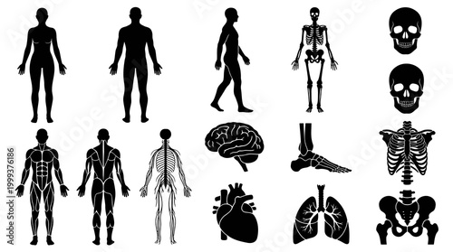 Human Anatomy Vector Set: Black and White Silhouette Icons