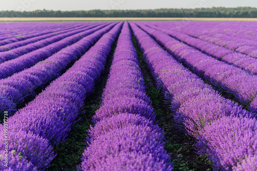 Fényképezés Wide view of blooming lavender field with perfectly aligned rows stretching into