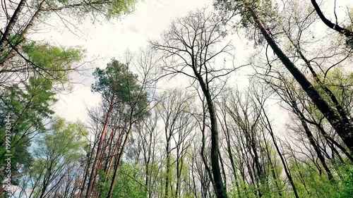Trees on wind