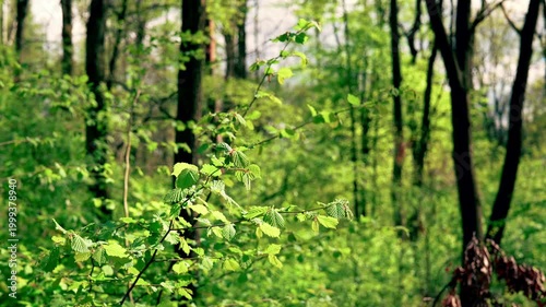 Windy forest