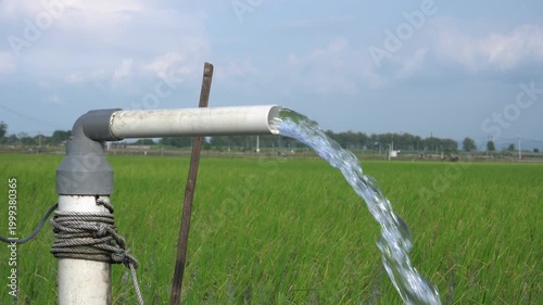 Clear Water Flowing into Green Rice Field from White Pipe Outdoors. Irrigation of rice fields using pump wells with the technique of pumping water from the ground.