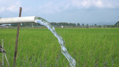 Clear Water Flowing into Green Rice Field from White Pipe Outdoors. Irrigation of rice fields using pump wells with the technique of pumping water from the ground.