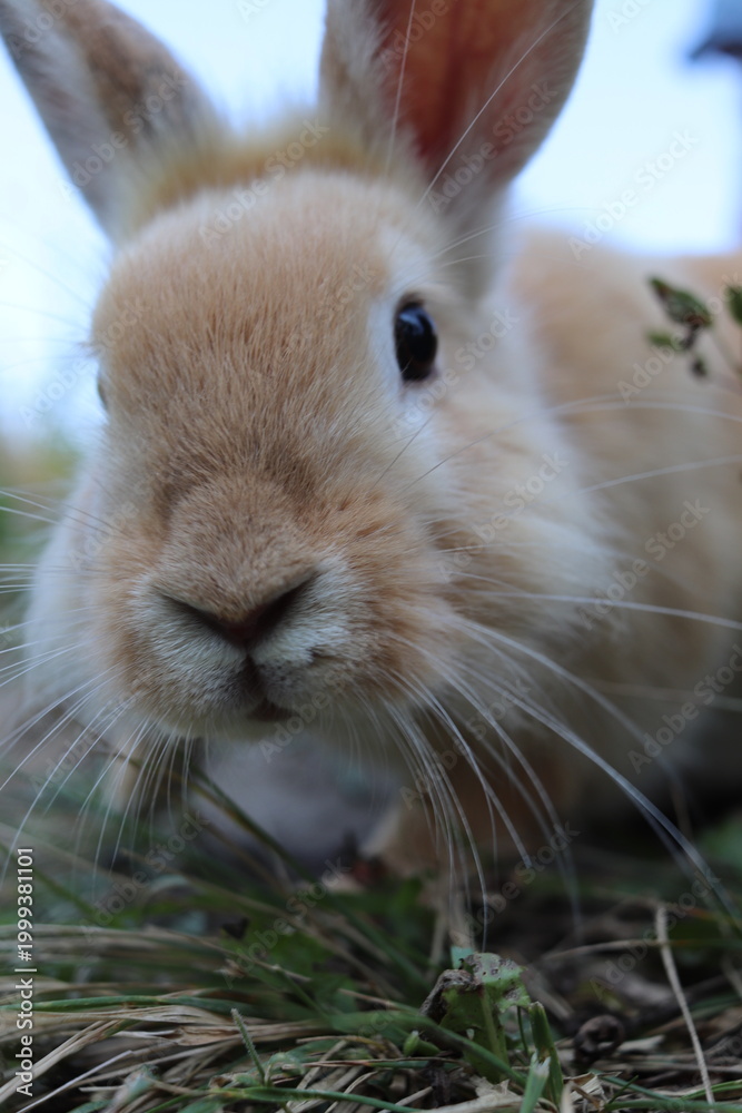 Fototapeta premium rabbit in the grass