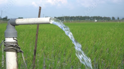 Clear Water Flowing into Green Rice Field from White Pipe Outdoors. Irrigation of rice fields using pump wells with the technique of pumping water from the ground.