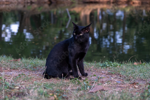 Tablou pe pânză Stray cat in Lumphini Park, Bangkok, Thailand