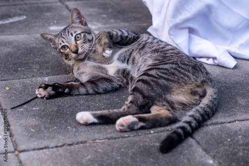 Billede på lærred Stray cat in Lumphini Park, Bangkok, Thailand