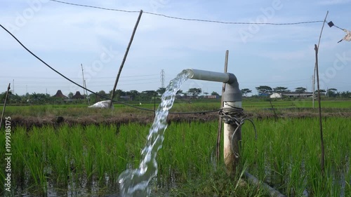 Clear Water Flowing into Green Rice Field from White Pipe Outdoors. Irrigation of rice fields using pump wells with the technique of pumping water from the ground.