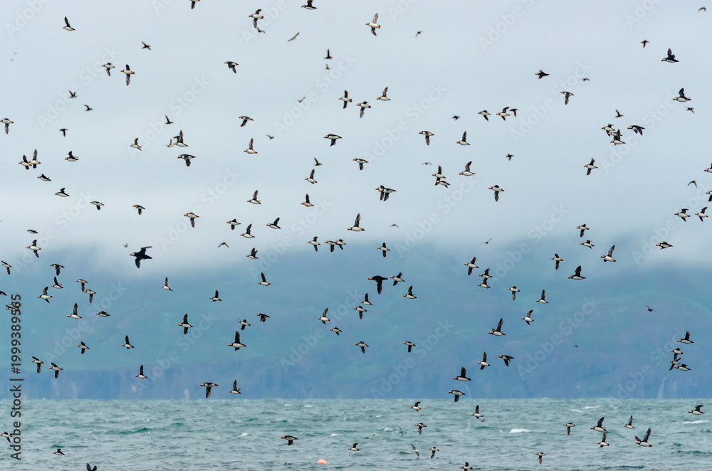 Obraz premium Huge flock of Atlantic Puffins in flight