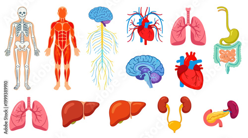 Human Anatomy Medical Icons: Skeleton, Muscular System, Organs, Flat Style