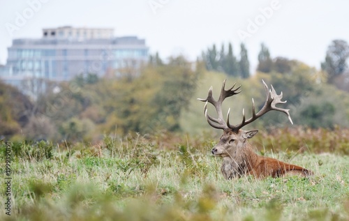 Canvas Print A Red Stag lay down in grass with a big building in the background