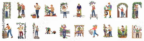 Diverse collection of flat vector illustrations depicting farm workers harvesting purple grapes in a vineyard for the wine industry and agriculture.