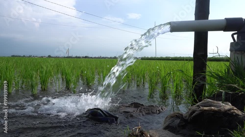 Clear Water Flowing into Green Rice Field from White Pipe Outdoors. Irrigation of rice fields using pump wells with the technique of pumping water from the ground.