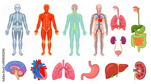 Medical Human Body Systems and Organs Flat Vector Anatomy Illustration