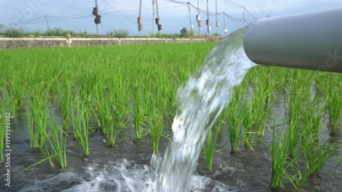 Irrigation of rice fields using pump wells with the technique of pumping water from the ground to flow into the rice fields. The pumping station where water is pumped from a irrigation canal system.