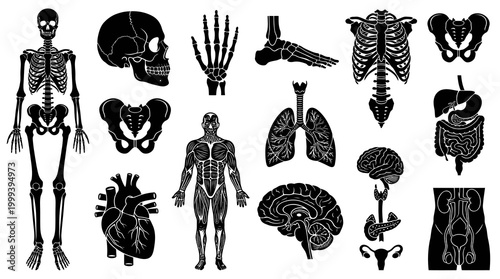 Black  White Silhouette Icons of Human Anatomy, Medical Organs and Skeleton