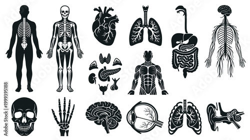 Medical Human Anatomy Glyphs: Body Systems, Organs, Skeleton Black  White Vector Icons Set