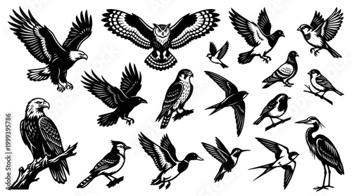 Diverse Wildlife Birds Collection Black and White Line Art Vector Illustration Set