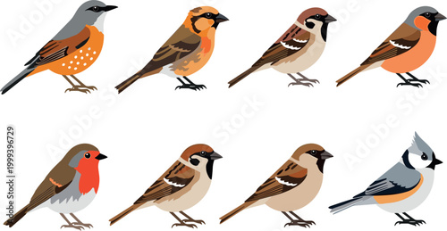 Small Bird Species Collection with Sparrow, Finch, Robin, and Tit Illustrations for Wildlife Design, Nature Education, and Ornithology Graphics Set